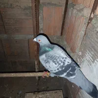 مسافتی مگسی نر و ماده جفت طاق معاوظه.|پرنده|مینودشت, |دیوار