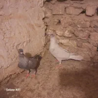 کبوتر موشی نقره ای و کله سیاه|پرنده|گنبد کاووس, |دیوار