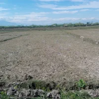 زمین کشاورزی برنج هزارو هجده متر