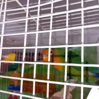 کوتوله مولد|پرنده|مشهد, طبرسی شمالی|دیوار