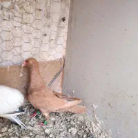 کبوتر دنش