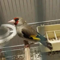 سهره کرمونی دو رگ