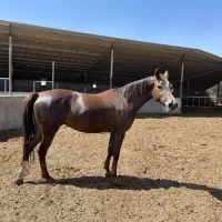 مادیون ترکمن ۵ ساله