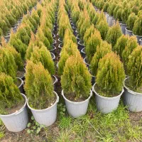 کامیس سبز فشرده