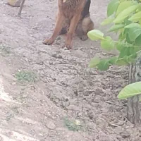 سگ ژرمن
