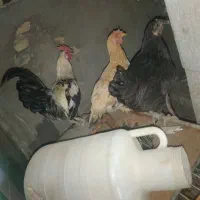 مرغ و خروس عربی|حیوانات مزرعه|اهواز, لشکرآباد|دیوار