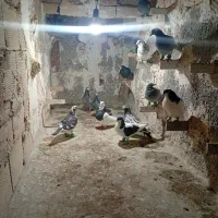 ۱۷تا|پرنده|سبزوار, کاشفی شمالی (دادگستری)|دیوار