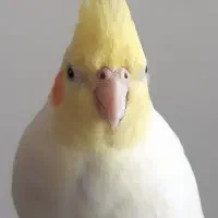 عروس هلندی گمشده