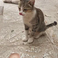 گربه آروم و عقیم شده رایگان