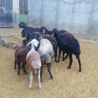 ۶عدد میش وبره قزل افشار