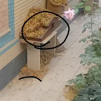 آکواریوم|ماهی|خمینیشهر, |دیوار