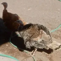هشترخان