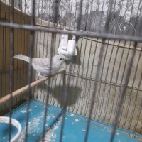 قناری|پرنده|محمدشهر, شهرک پیام (مهرالبرز)|دیوار