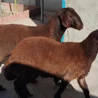 تمام رقم گوسفند پرواری