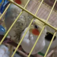 جفت عروس مولد لوتینو