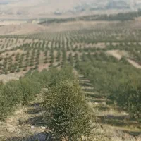 کارگر زیتون چینی در شهر لوشان