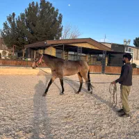 اسب پرشی|اسب و تجهیزات اسبسواری|صفادشت, |دیوار