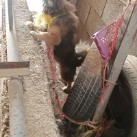 سگ پامرانین