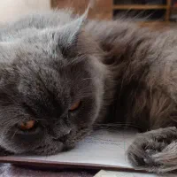 گربه ماده جهت جفتگیری نژاد پرشین بریتیش|گربه|کرمان, |دیوار