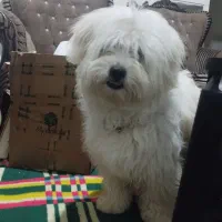 سگ پاپی|حیوانات|فریدونشهر, |دیوار