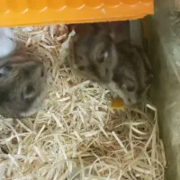 همسترهای اهلی|موش و خرگوش|تبریز, |دیوار