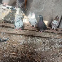 کفتر