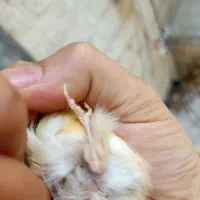 قناری ماده آماده جفت تاتی بده با نرمعاوضه|پرنده|تهران, هفت حوض|دیوار