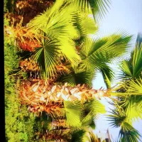 نخل پالم واشنگتون تعداد|گل و گیاه طبیعی|شلمان, |دیوار