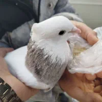 کبوتر گمشده|حیوانات|سنندج, |دیوار