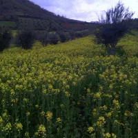 زمین کشاورزی روستای مرزبن قابل معاوضه آپارتمان|فروش دفتر صنعتی، کشاورزی، تجاری|گنبد کاووس, |دیوار