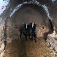 ۲ راس شیشک اصیل شالی