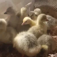 ۱۱عددجوجه غاز۳روزه|حیوانات مزرعه|اسالم, |دیوار