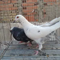 کبوتر ۱۰تاشهرستانی یهودی پلنگ ۸تا تزئینی ۴چادری|پرنده|بومهن, |دیوار