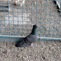 دمگیر فیروزه کاکولی