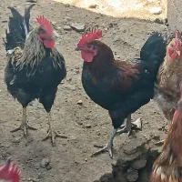 خروس محلی اصیل