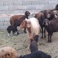 میش بره افشاری|حیوانات مزرعه|خمینیشهر, |دیوار