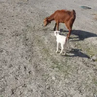 بزبزغاله|حیوانات مزرعه|مشهد, کلاته برفی|دیوار