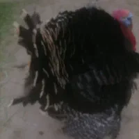 انواع بوقلمومرغ ،خروس،مرغ لاریم هست|حیوانات مزرعه|اسدآباد, |دیوار