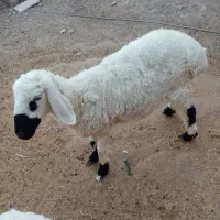 گوسفندماده