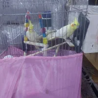 جفت عروس هلندی