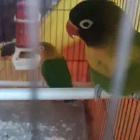 کوتوله و مرغ عشق