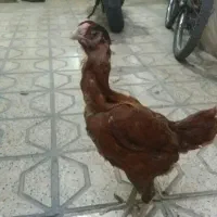 مرغ لاری اصیل بزرگ