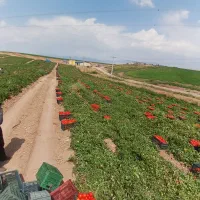 کارگر برای گوجه چینی