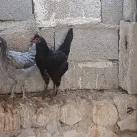 فروش مرغ بندر دیر