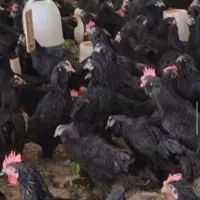 خون کردنی خروس سیاه مورغ سفید