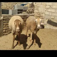 کاور مغان