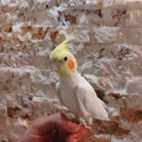 جوجه عروس هلندی  رام ( نر ) لوتینو