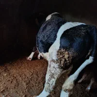 گاو .نوبر .گوساله