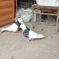 توقی زرین الماس