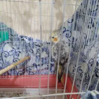 پرنده|پرنده|رشت, توشیبا|دیوار